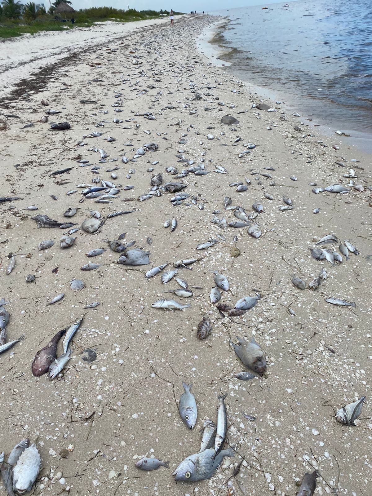 ¡Podemos Detenerlo!